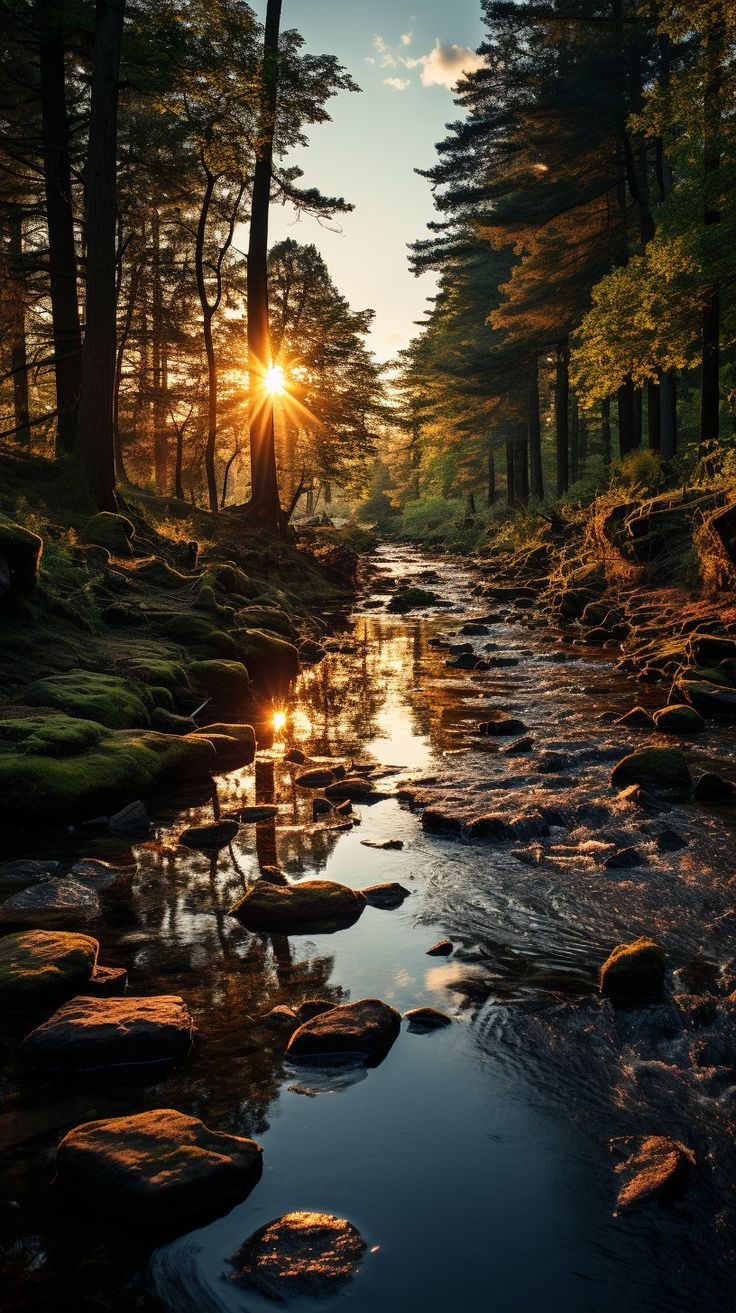 the sun shines brightly through the trees over a stream
