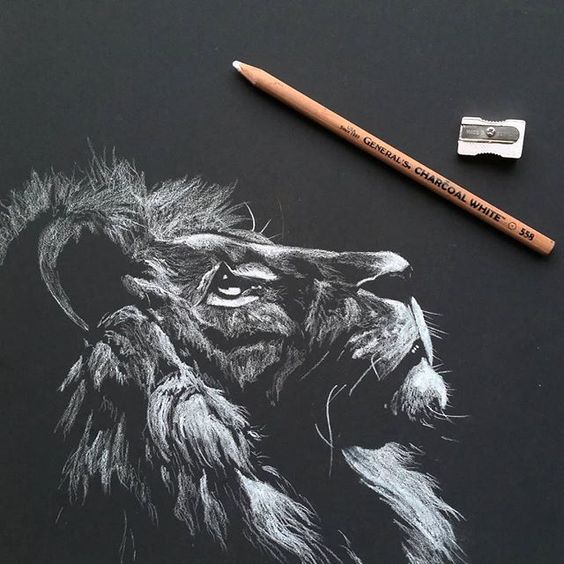 a pencil drawing of a lion on a black paper with a sharpener next to it