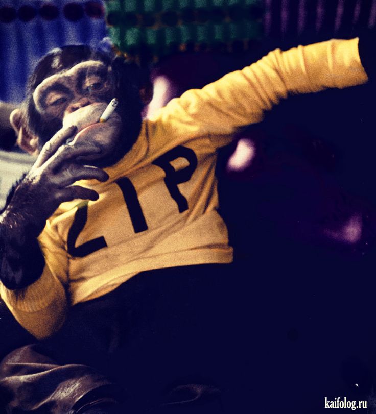 a monkey wearing a yellow shirt with the number 21 on it's chest holding a cell phone to its ear
