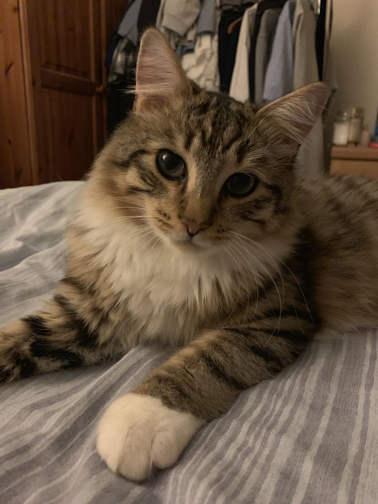 a fluffy cat laying on top of a bed