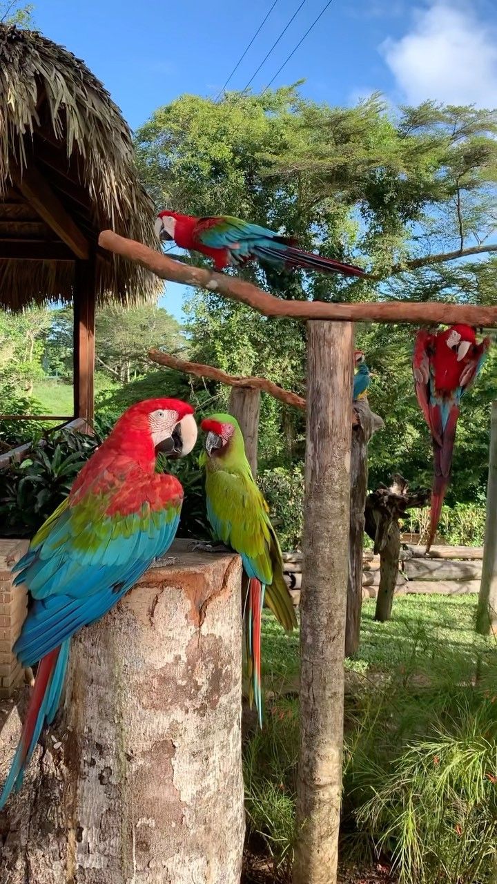 three colorful parrots sitting on top of a tree stump