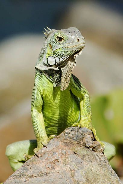 an iguana sitting on top of a rock