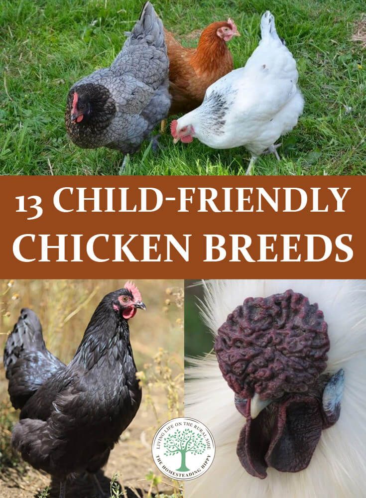 chickens with their heads turned to look like they have been crocheted