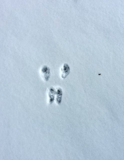 an animal's paw prints in the snow, with two smaller ones behind it