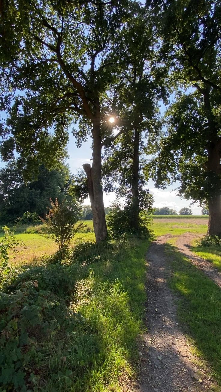 the sun shines brightly through the trees on this dirt path in an open field