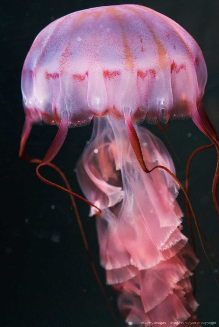 a pink jellyfish floating in the water