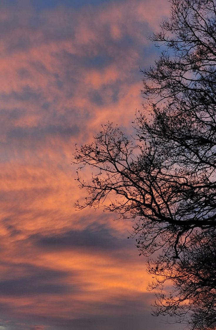 the sky is pink and blue at sunset with clouds in the background, as seen from behind some trees