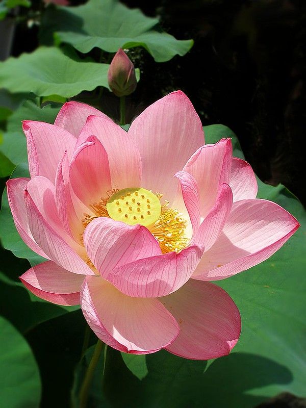 a large pink flower sitting on top of a lush green leaf covered field with water lilies