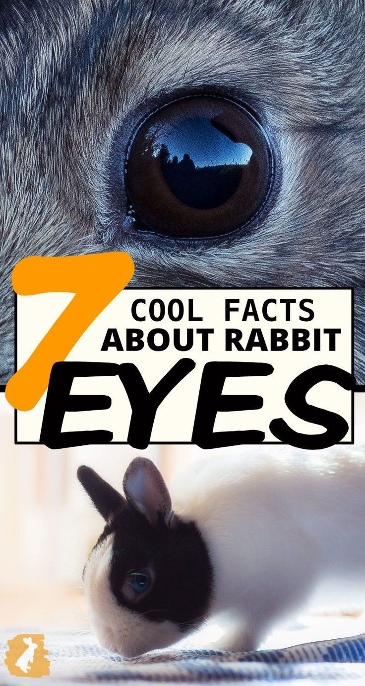 an animal with the words 7 cool fact about rabbit eyes