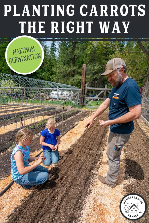 a man and two children in a garden with text overlay that reads planting carrots the right way maximum germination