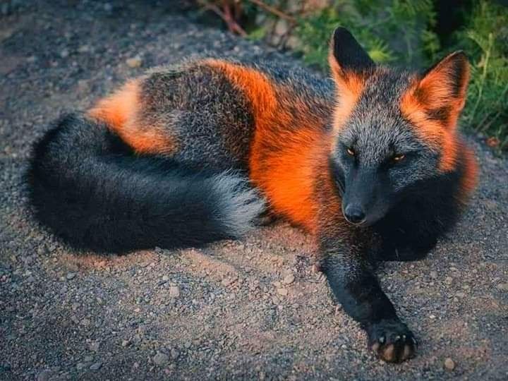 an orange and black fox laying on the ground