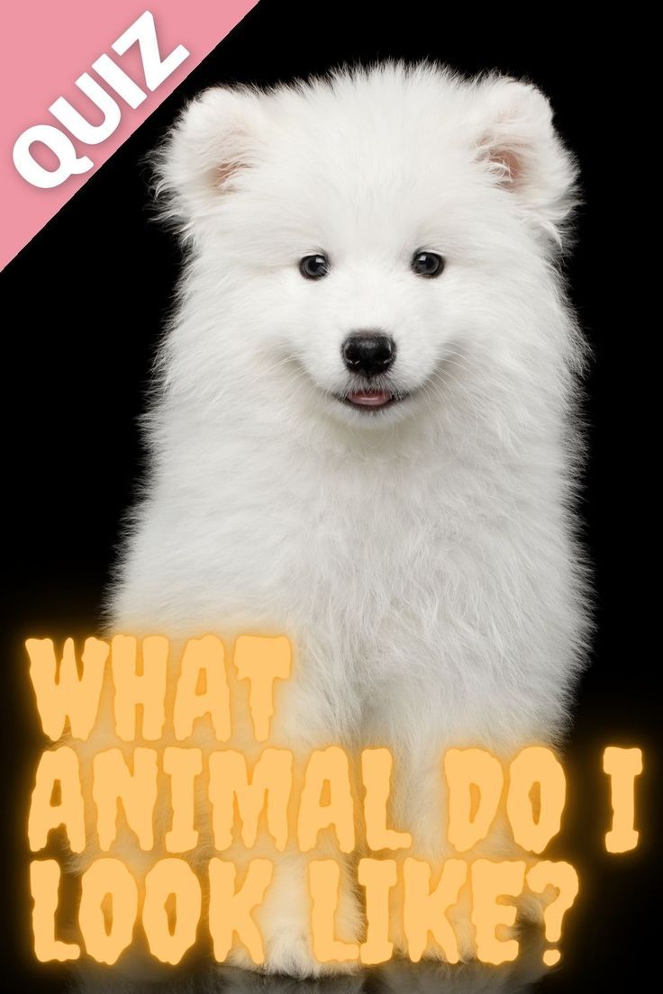a white dog with the words what animal do i look like?