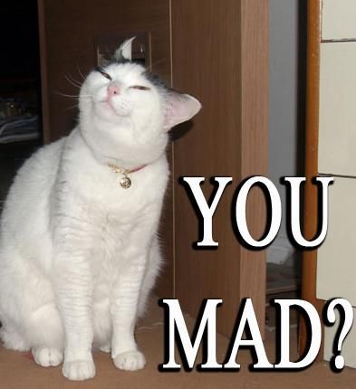 a white cat sitting on top of a floor next to a wooden cabinet with the words you mad?