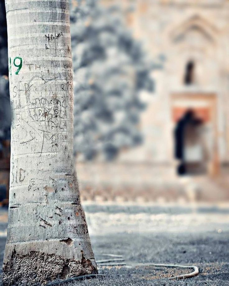 a tree with graffiti on it next to a building