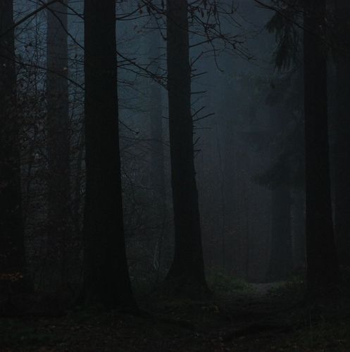 a dark forest with lots of trees in the middle and fog on the ground at night