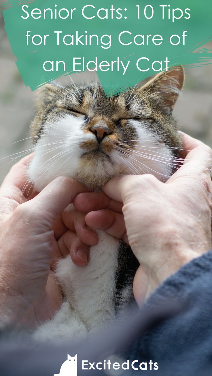 a person holding a cat in their hands with the caption saying senior cats 10 tips for taking care of an elderly cat