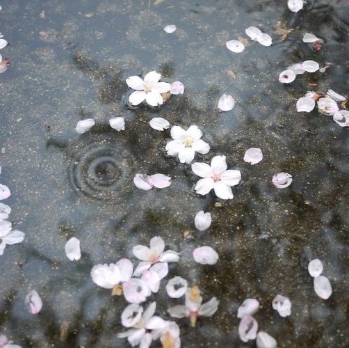 white flowers floating on top of a body of water