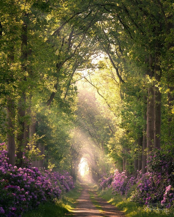 a dirt road surrounded by lush green trees and purple flowers on both sides of it