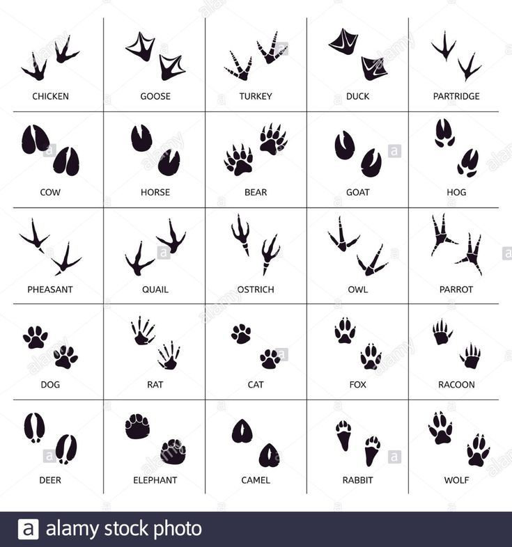 the different types and sizes of animal footprints