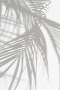 the shadow of a palm tree leaves on a white wall with long shadows from it