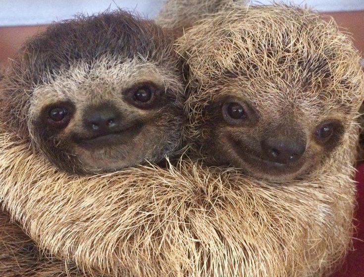 two baby sloths cuddle together on a towel