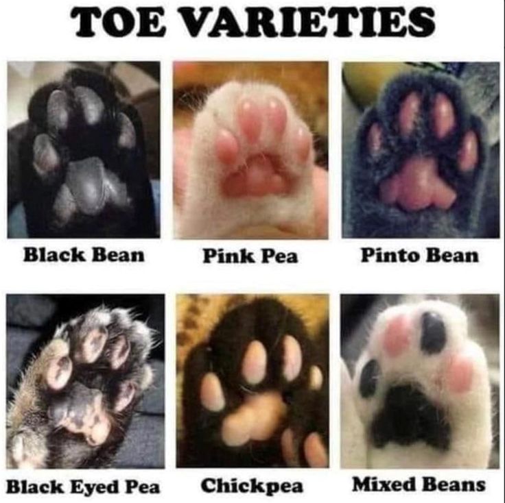 an image of different types of toe varieties for dogs and cats to look at