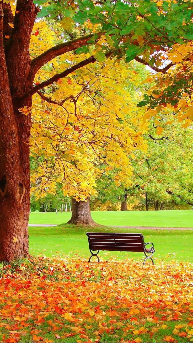 a park bench sitting under a tree filled with fall leaves in front of a green field