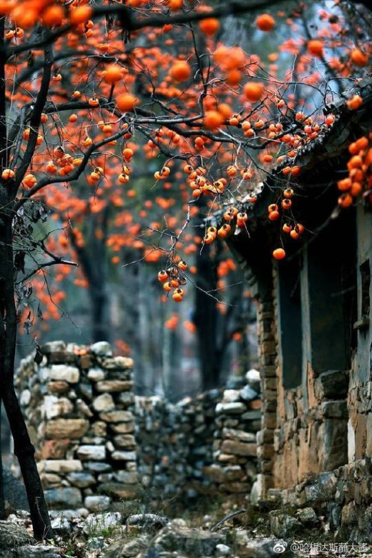 an orange tree in front of a stone wall and small house with red berries growing on it