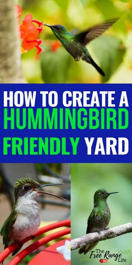 how to create a hummingbird friendly yard