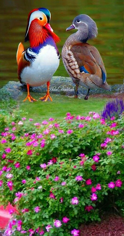 two colorful birds standing next to each other on top of a lush green field filled with flowers