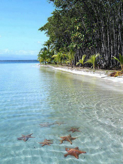 five starfishs are swimming in the clear blue water near an island with palm trees