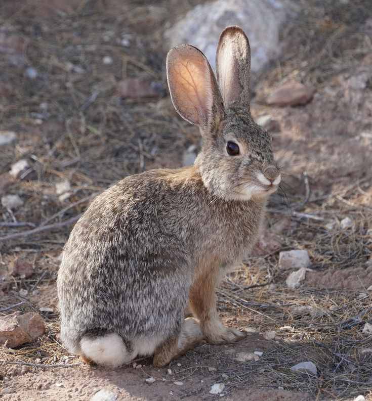 a small rabbit sitting on top of a dirt field