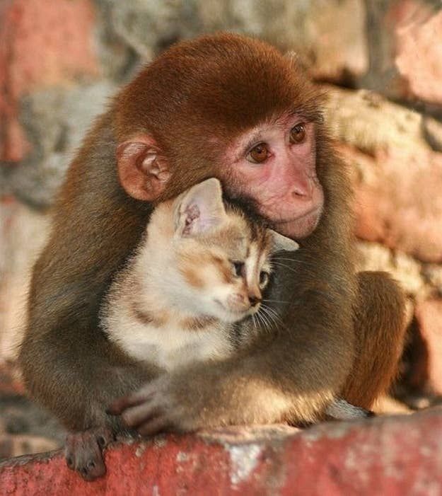 a monkey hugging a kitten on top of a rock