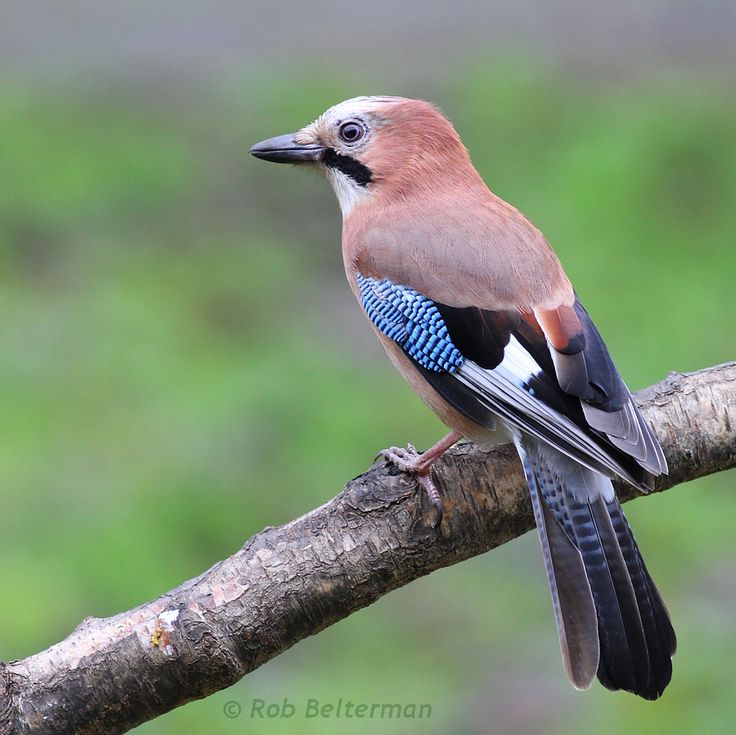 a blue and brown bird sitting on top of a tree branch