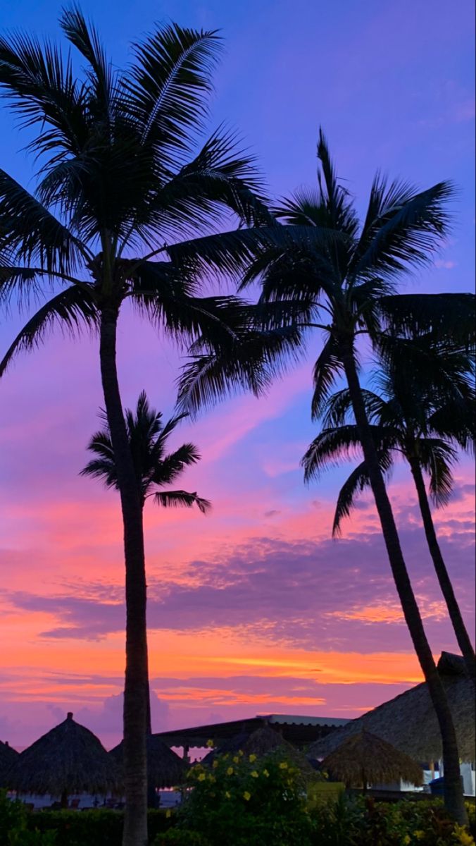 palm trees are silhouetted against a colorful sunset