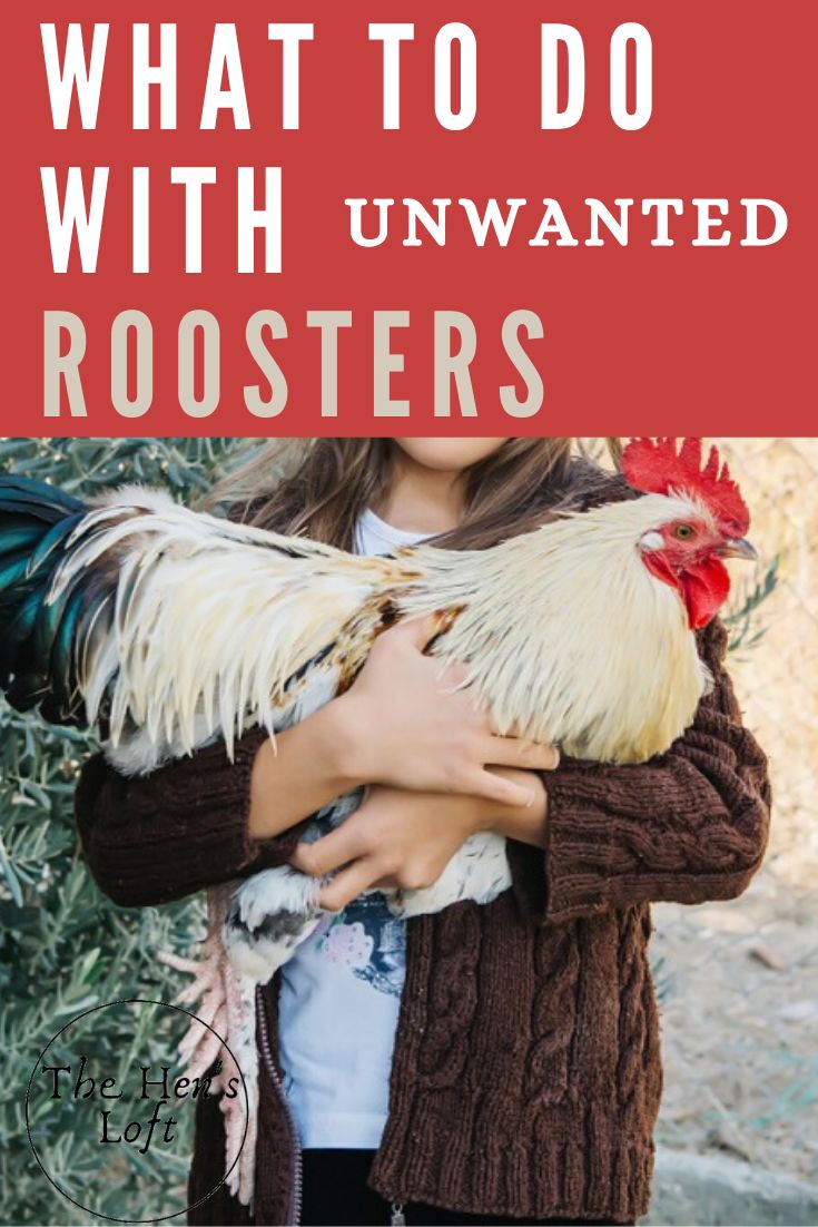 a girl holding two chickens in her arms with the words what to do with unwanted roosters