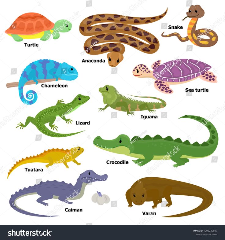 different types of lizards and alligators on a white background with the names in spanish
