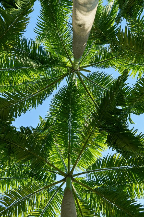 looking up at the underside of a palm tree