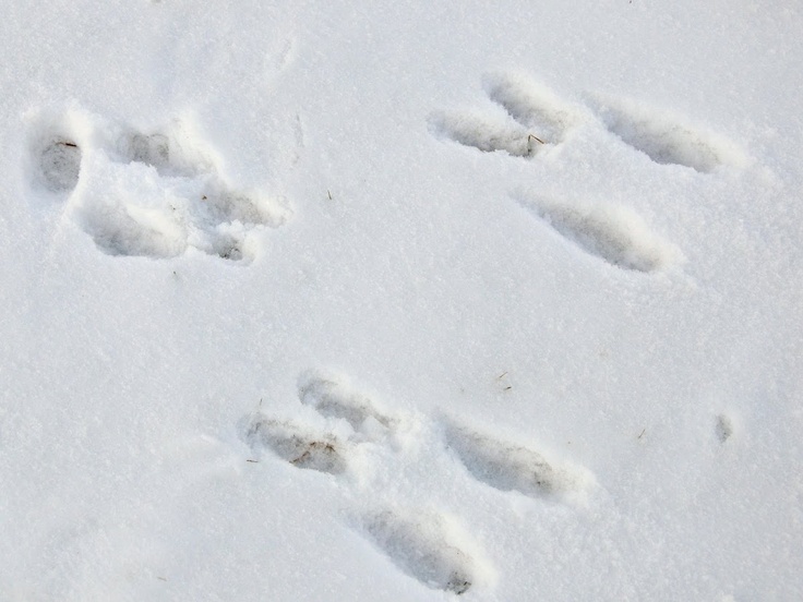 an animal's footprints in the snow with one paw up and two paws down