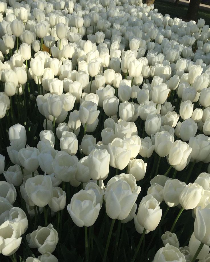 many white tulips are growing in the field