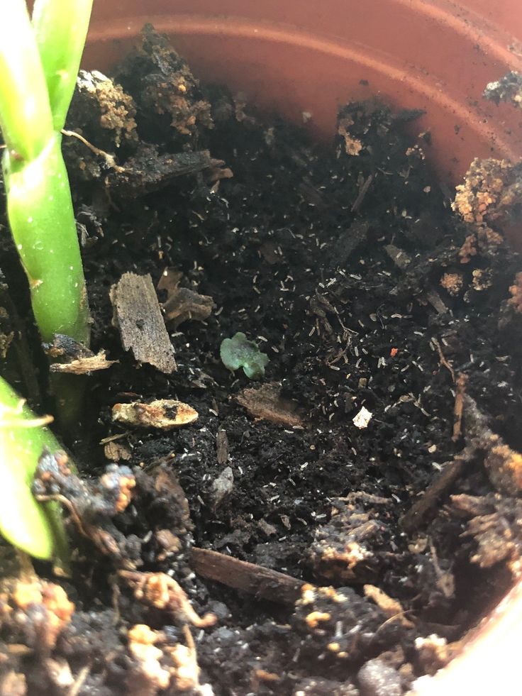 a close up of a potted plant with dirt