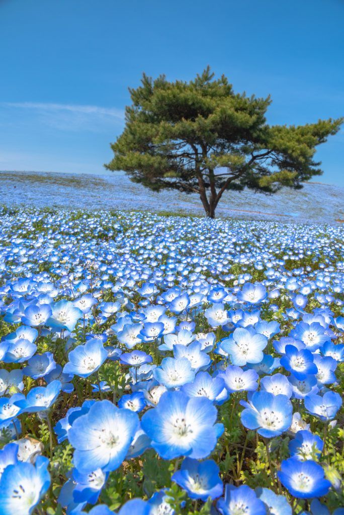 a field full of blue flowers with a tree in the background