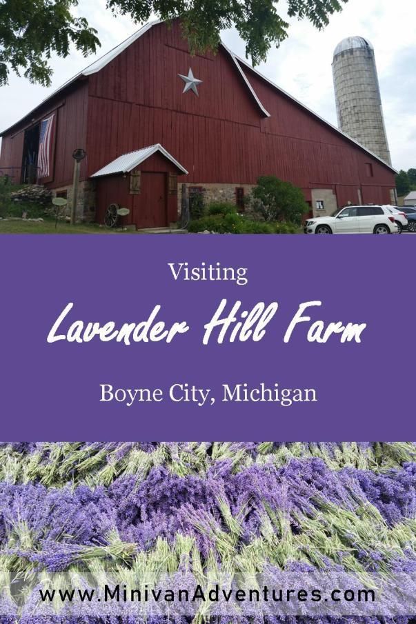the lavender hill farm in boyne, michigan with text overlaying visiting lavender hill farm