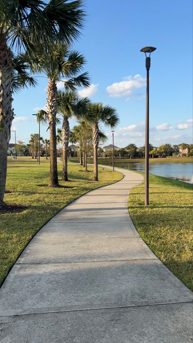 palm trees line the path to a lake