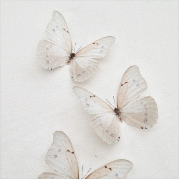three white butterflies sitting on top of each other