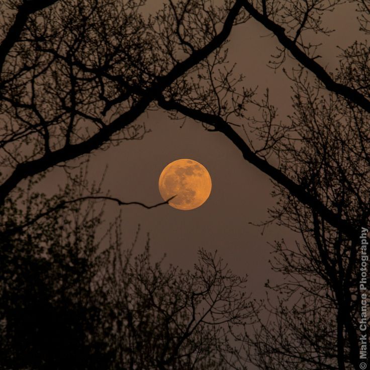 the full moon is seen through some trees