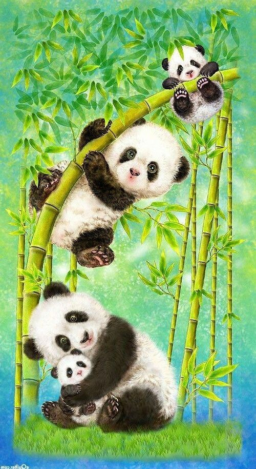 two pandas are climbing up the bamboo tree together, and one is eating something
