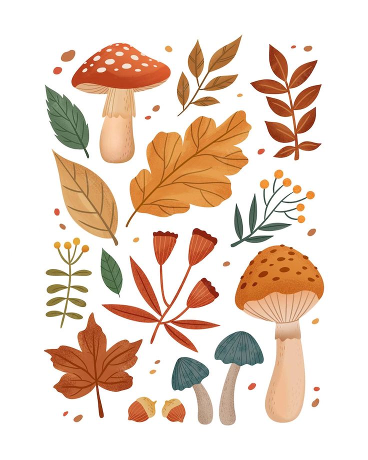 an illustration of different types of mushrooms and leaves