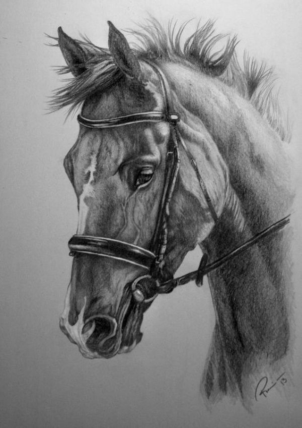 a drawing of a horse wearing a bridle