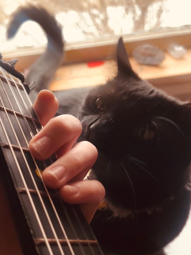 a black cat laying on top of a guitar